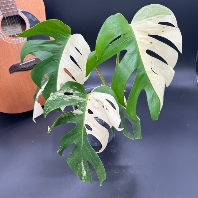 PrimmPlantz