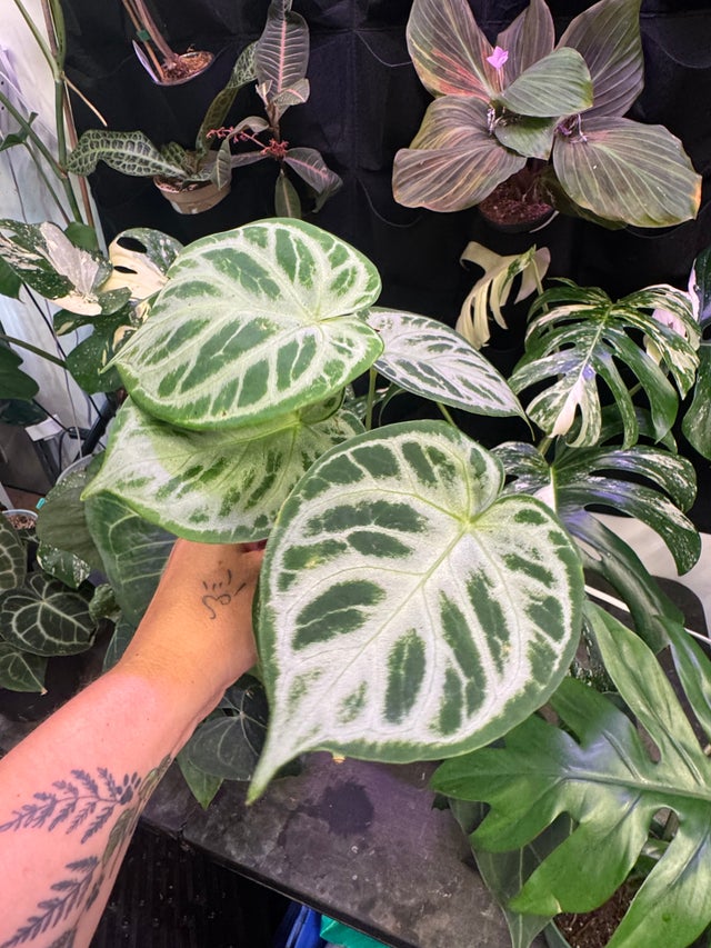 PrimmPlantz