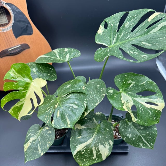 PrimmPlantz